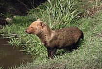 Bush dog {Speothos venaticus} female beside water, captive, from Central and northern South America