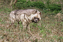 Striped hyaena {Hyaena hyaena} female, captive, from Africa, Middle East and India