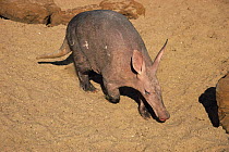 Aardvark {Orycteropus afer} captive, from sub-saharan Africa