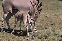 Somali wild ass {Equus asinus somalicus} mother suckling foal, Critically endangered, captive, from Somalia