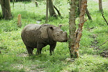 Sumatran rhinoceros {Dicerorhinus sumatrensis} male browsing after mud wallow, critically endangered, captive, from SE Asia
