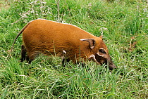 Red river hog {Potamochoerus porcus} juvenile female, captive from West and Central Africa