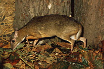Lesser Malay mousedeer {Tragulus javanicus} female, captive, from SE Asia