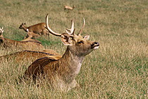 Barasingha / Swamp deer {Cervus duvaucelii} male tossing head to shake off insects, captive, from India