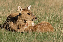 Hog deer {Axis porcinus} female with young, captive, from Asia