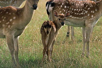 Formosan sika deer {Cervus nippon taiouanus} young fawn, captive, from Thailand