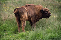 European bison {Bison bonasus} male, captive, from Poland and Russia