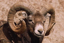 European mouflon {Ovis musimon} male portrait, captive, from Corsica and Sardinia, Endangered