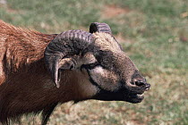 Cameroon sheep {Ovis aries domesticus} juvenile male with flehmen response, captive, from West Africa