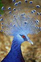 Victoria crowned pigeon {Goura victoria} captive, from Indonesia and PNG
