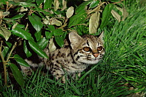 Little spotted cat {Felis trigrina} female, captive, from central and south america