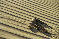 Sahara horned viper {Cerastes cerastes} side winding up desert sand dune, Morocco 1997