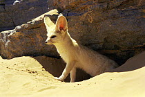 Fennec fox {Fennecus zerda} emerging from den in sand dune, Sahara desert, Morocco 1997