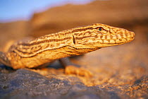 Desert monitor lizard {Varanus griseus} Morocco, 1997
