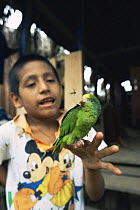 Boy holding juvenile Yellow crowned parrot {Amazona ochrocephala} Tambopata reserve, Amazonia, Peru, 2004