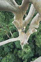 Looking down from rainforest canopy on scientist climbing a giant Mengaris tree {Koompassia excelsa} Danum valley, Sabah, Borneo, Malaysia, 2002