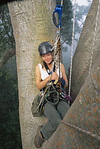 Charlotte Uhlenbroek climbing in the canopy of a giant Mengaris tree {Koompassia excelsa} Danum valley, Sabah, Borneo, Malaysia, 2002. BBC NHU 'Jungles'