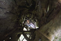 Looking down on James Aldred climbing inside the hollow trunk of a Strangler fig tree {Ficus sp}, Khao Yai NP, Thailand, 2003, BBC NHU 'Jungles'