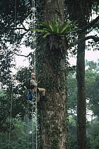 Canopy scientist, John Pike, being winched up to study epiphytic Birds nest fern {Asplenius sp} growing in lowland Dipterocarp tree {Shorea shorea} Danum valley, Sabah, Borneo, Malaysia, 2005