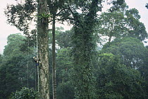 Canopy scientist, John Pike, being winched up to study epiphytic Birds nest fern {Asplenius sp} growing in lowland Dipterocarp tree {Shorea shorea} Danum valley, Sabah, Borneo, Malaysia, 2005