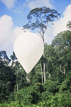 Scientist floating in the 'Bubble', helium filled dirigible, for research on canopy of lowland Dipterocarp rainforest, Danum valley, Sabah, Borneo, Malaysia, 2005