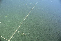Aerial view of Oil palm {Elaeis sp} plantations growing on previously logged and cleared regions of lowland Dipterocarp rainforest, Sabah, Borneo, Malaysia, 2005
