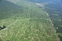 Aerial view of newly planted Oil palm {Elaeis sp} plantations growing on previously logged and cleared regions of lowland Dipterocarp rainforest, Sabah, Borneo, Malaysia, 2005