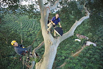 Bill Hatcher and Tom Greenwood climbing a giant Mengaris tree {Koompassia excelsa} during National Geographic Society expedition to find world's tallest tropical tree, Oil palm {Elaeis sp} plantations...