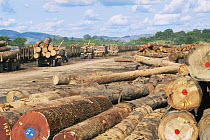 Logged rainforest timber from Okoume trees {Aucoumea klaineana Pierre} logs awaiting collection by train at Lope Reserve NP, Gabon, 2004