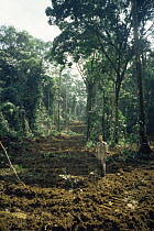 Deforestaion of primary rainforest cleared during selective logging forestry operations, Equatorial Guinea, Central Africa 1999