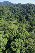 Aerial view of canopy of primary lowland Dipterocarp rainforest, Imbak Canyon Reserve, Sabah, Borneo, Malaysia, 2005
