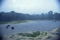 African forest elephants {Loxodonta cyclotis} in rainforest clearing flooded with rainwater, Dzanga-Sanga Bai, Bayanga, Central African Republic, 2003