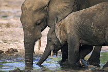 African forest elephants {Loxodonta cyclotis} mother and calf drinking mineral rich water at salt lick in rainforest clearing, Dzanga-Sanga Bai, Bayanga, Central African Republic, 2006
