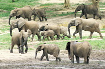 Herd of African forest elephants {Loxodonta cyclotis} in rainforest clearing, Dzanga-Sanga Bai, Bayanga, Central African Republic, 2003