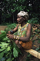By'Aka pygmy woman collecting medicinal plants from the rainforest, Ndoki-Nouabale NP, Congo Rep. 2003