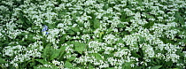 Wild garlic / Ransoms {Allium ursinum} flowers with solitary Bluebell {Hyacinthoides non-scripta} Wiltshire, UK 2006