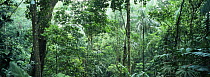 Thick primary neo-tropical rainforest, Llano Bonito, Darien Province, Panama, Central America 2006
