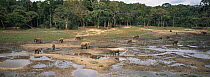 Herd of African forest elephants {Loxodonta cyclotis} feeding on mineral rich water in rainforest clearing, Dzanga-Sanga Bai, Bayanga, Central African Republic, 2006