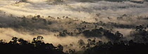Early morning mist over canopy of lowland primary Dipterocarp rainforest, Danum valley, Sabah, Borneo, Malaysia, 2006