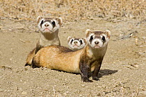 Black-footed ferrets {Mustela nigripes} family group being prepared for release. Captive breeding programme, Colorado, USA