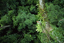 Huw Cordey, producer of Jungles episode, BBC Planet Earth series, in canopy of rainforest tree, Costa Rica, 2005.