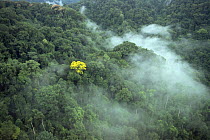Aerial view of tropical rainforest canopy with mist and yellow flowering tree (Tabebuia sp), Corcovado NP, Costa Rica. Filmed for BBC Planet Earth series.
