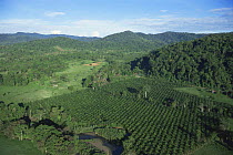 Aerial view of tropical rainforest cleared for agricultural use, Corcovado NP, Costa Rica. Filmed for BBC Planet Earth series.
