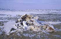 Dead wild Bactrian camel (Camelus bactrianus), victim of harsh winter in Gobi Desert, Mongolia.  Endangered species in the wild.  January 2004. Filmed for BBC Planet Earth series.
