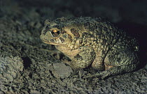 Berber / Mauritanian Toad {Bufo mauritanicus} Algeria