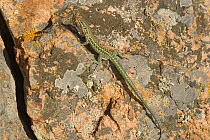 Tyrrhenian Wall Lizard {Podarcis tiliguerta} Corsica