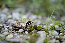 Moor frog {Rana arvalis} Poland
