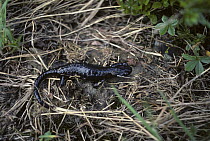 Alpine salamander {Salmandra atra} Austria