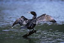 Olivaceous cormorant {Phalacrocorax olivaceous} drying wings, Trinidad 1999