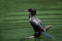 Olivaceous cormorant {Phalacrocorax olivaceous}  Trinidad 1999